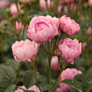 Rosa  Hadikfalva - - - polianta ruže 